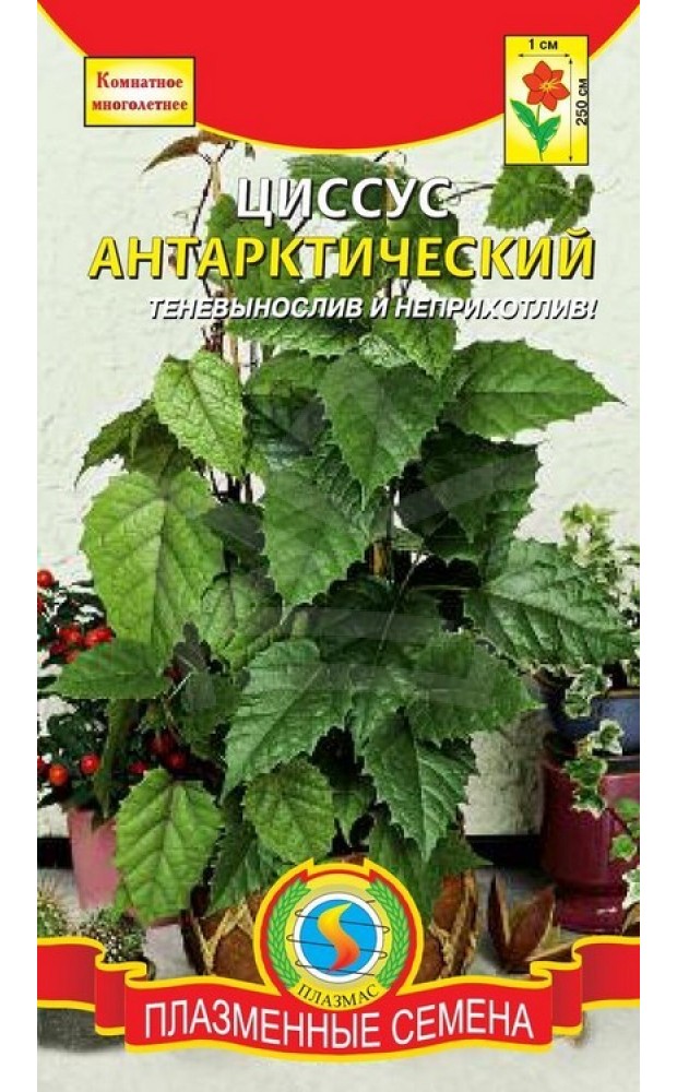 Семена комнатных растений. Циссус семена. Циссус Антарктика семена. Циссус антарктический цветок.